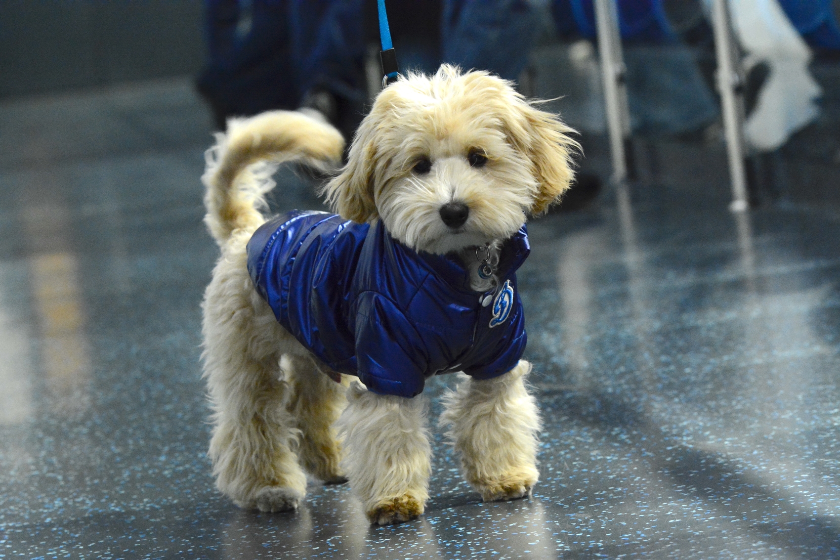 Фото: Динамо-2010 – АКМ – 4:1 Алина Сидорова